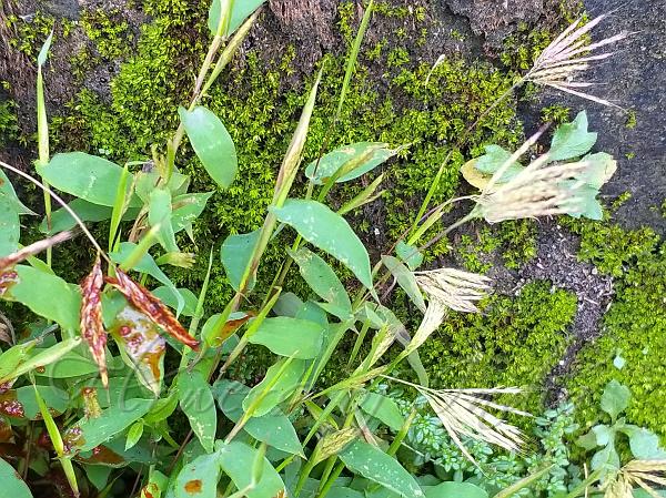 Lanceleaf Carpetgrass